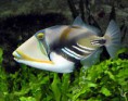 /album/galeria-de-fotos/picasso-triggerfish-rhinecanthus-aculeatus-jpg/